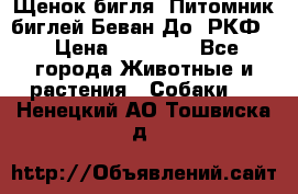 Щенок бигля. Питомник биглей Беван-До (РКФ) › Цена ­ 20 000 - Все города Животные и растения » Собаки   . Ненецкий АО,Тошвиска д.